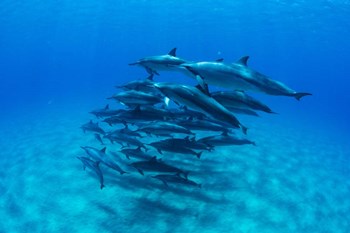 Dolphins Wwimming in Pacific Ocean, Hawaii by Panoramic Images art print