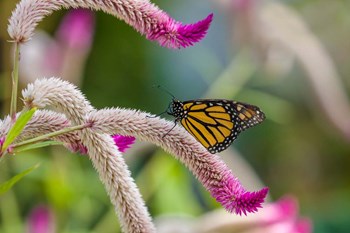 Close-up of Monarch Butterfly Pollinating Flowers, Florida by Panoramic Images art print