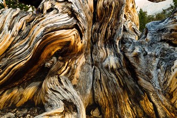 Close-Up of Pine tree, Ancient Bristlecone Pine Forest, White Mountains, California by Panoramic Images art print