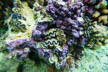 Coral Reef in the Pacific Ocean, Tahiti, French Polynesia by Panoramic Images art print
