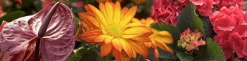 Close-up of Red Anthurium, Gerbera Daisy and Red Hydrangeas by Panoramic Images art print