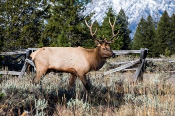 Elk in Field, Grand Teton National Park, Wyoming by Panoramic Images art print