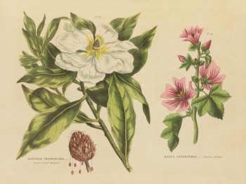 Herbal Botanical II by Wild Apple Portfolio art print