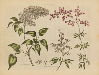 Herbal Botanical I by Wild Apple Portfolio art print
