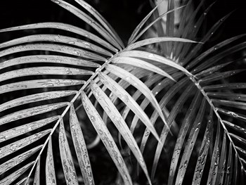 Palm Fronds by Debra Van Swearingen art print