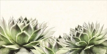 Soft Succulents I by Lori Deiter art print