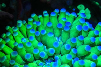 Fluorescing Wnderwater Macro Images by Stuart Westmorland / Danita Delimont art print