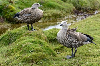 Blue-Winged Goose, Cyanochen Cyanoptera Bale Mountains National Park Ethiopia by Roger de la Harpe / Danita Delimont art print