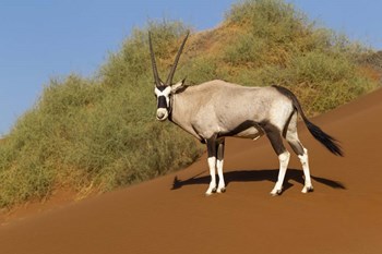 Oryx, Namib-Naukluft National Park, Namibia by Ellen Goff / Danita Delimont art print