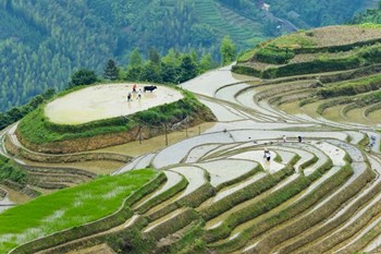 Rice Terrace with Water Buffalo, Longsheng, Guangxi Province, China by Keren Su / Danita Delimont art print