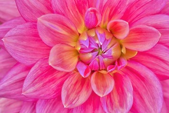 Cerise-Pink Dahlia Flower by Cora Niele art print