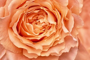 Orange Rose Close Up by Cora Niele art print
