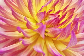 Pink Edged Cactus Dahlia by Cora Niele art print