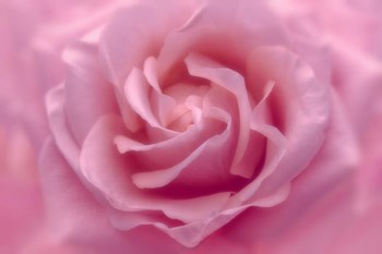 Rose Pink Rose by Cora Niele art print