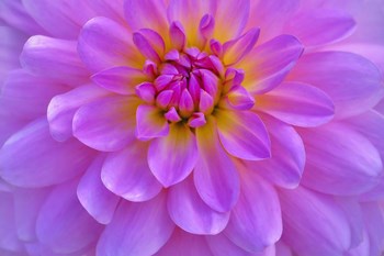 Violet-Pink Dahlia Flower by Cora Niele art print