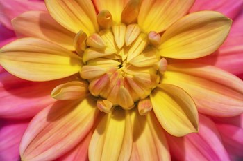 Yellow And Pink Dahlia Flower by Cora Niele art print