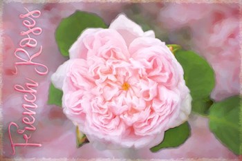 French Roses by Cora Niele art print
