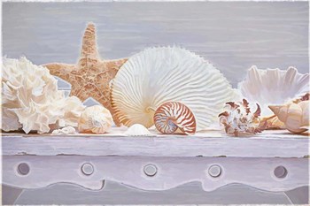 Sea Shell Still Life by Cora Niele art print