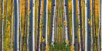 Birch Forest by Ata Alishahi art print