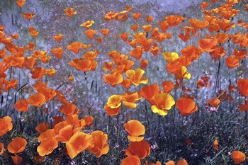 Wild Flowers Field by Ata Alishahi art print