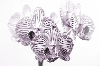 Orchid 1 BW by Gordon Semmens art print