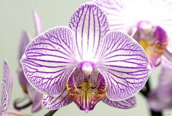 Orchid 2 by Gordon Semmens art print