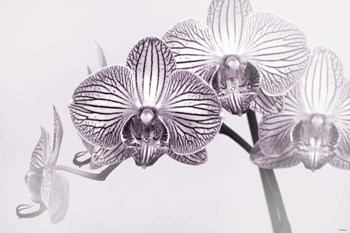 Orchid 3 BW by Gordon Semmens art print