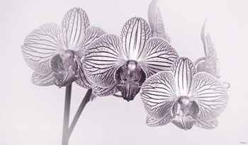 Orchid 4 BW by Gordon Semmens art print