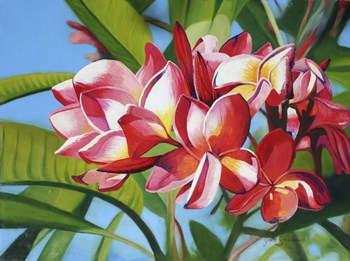 Frangipani Days by Graeme Stevenson art print