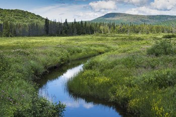 A Stream Runs Through It by Brenda Petrella Photography LLC art print