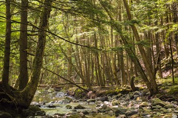 Charles Brown Brook by Brenda Petrella Photography LLC art print