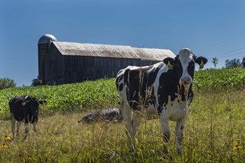 Dairy Farm by Brenda Petrella Photography LLC art print