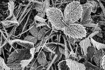 Fine Frost by Brenda Petrella Photography LLC art print