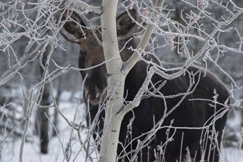 Hiding Moose by Brenda Petrella Photography LLC art print