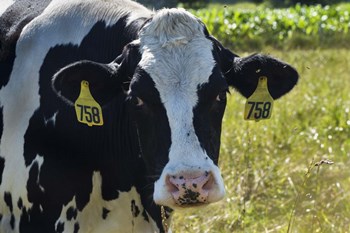 Holstein Cow by Brenda Petrella Photography LLC art print