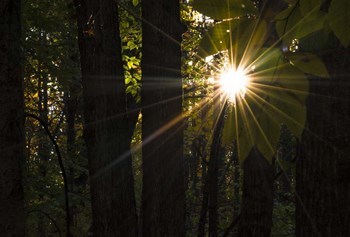 Leaf Peeping Sun by Brenda Petrella Photography LLC art print