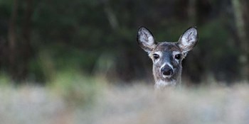 Morning Doe by Brenda Petrella Photography LLC art print