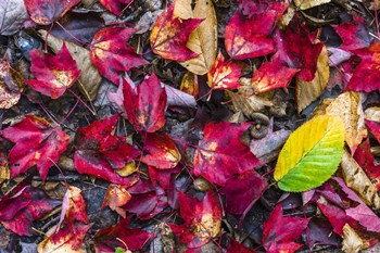 Nature&#39;s Palette by Brenda Petrella Photography LLC art print