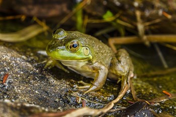 Ribbit by Brenda Petrella Photography LLC art print