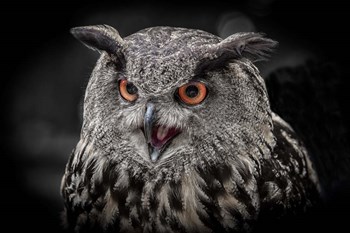 Red Eyed Owl Close Up  - Black &amp; White by Duncan art print