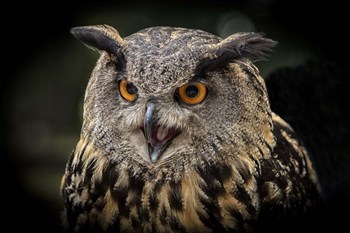 Red Eyed Owl Close Up by Duncan art print