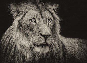 The Lion Sepia by Duncan art print