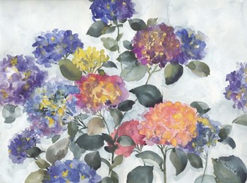 Hortensia Delight by Marietta Cohen art print