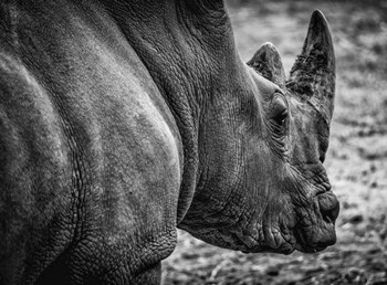 Rhino - Black &amp; White by Duncan art print