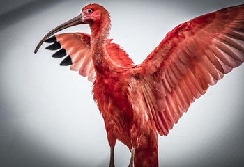 Red Bird V by Duncan art print