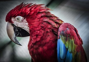 Ara Parrot II by Duncan art print