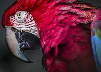 Ara Parrot Close Up II by Duncan art print