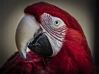 Ara Parrot Close Up III by Duncan art print
