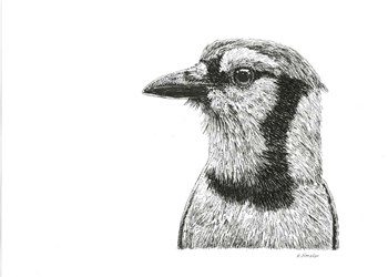 Blue Jay by Let Your Art Soar art print