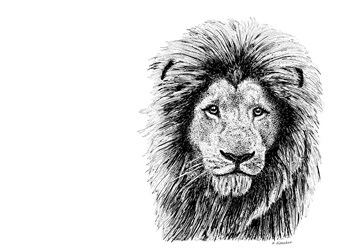 Lion by Let Your Art Soar art print